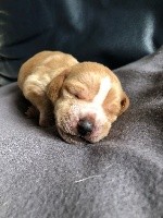 CHIOT