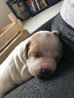 CHIOT