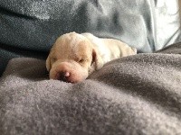 CHIOT