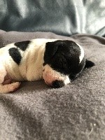 CHIOT