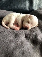 CHIOT